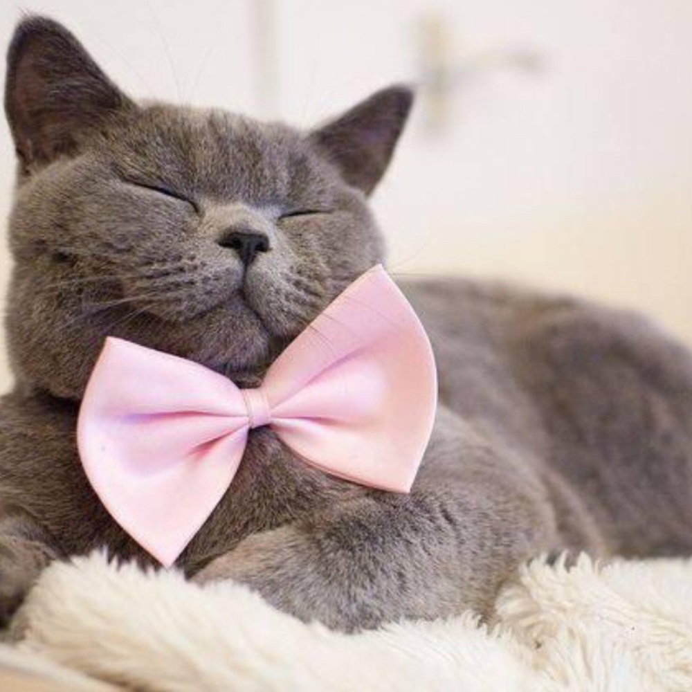 Meet your Posher, Linwood